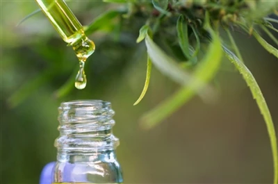 CBD vs. THC: Alt hvad du har brug for at vide